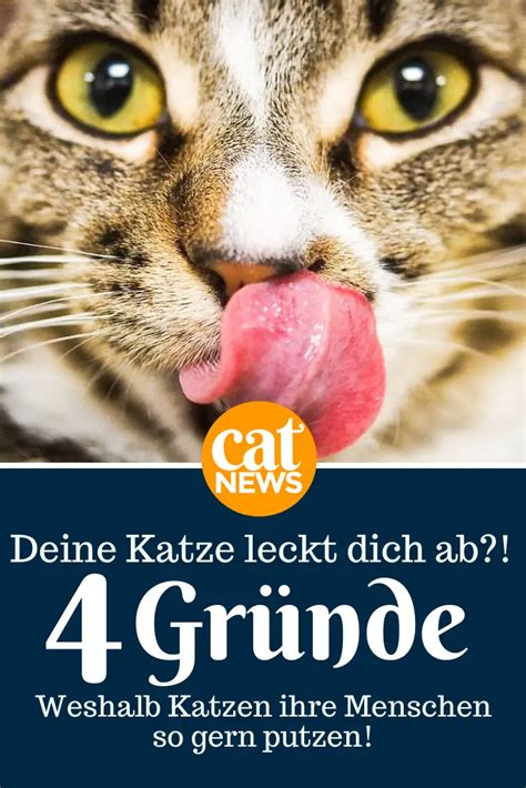 meine katze putzt mich|leckt mich mein katze ab.